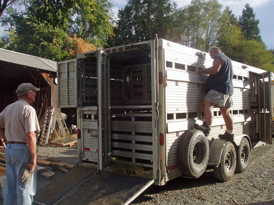 Ron Keener and his sheep trailer