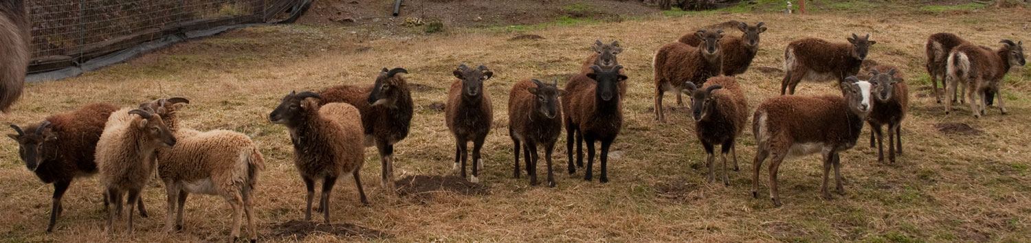Variation Amongst British Soay Ewe Lambs