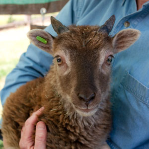 Tan Soay lamb in lap