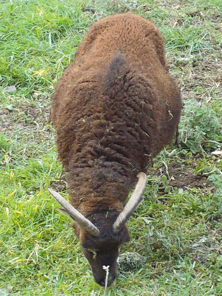 Pregnant Soay ewe, front view, showing how wide they get.