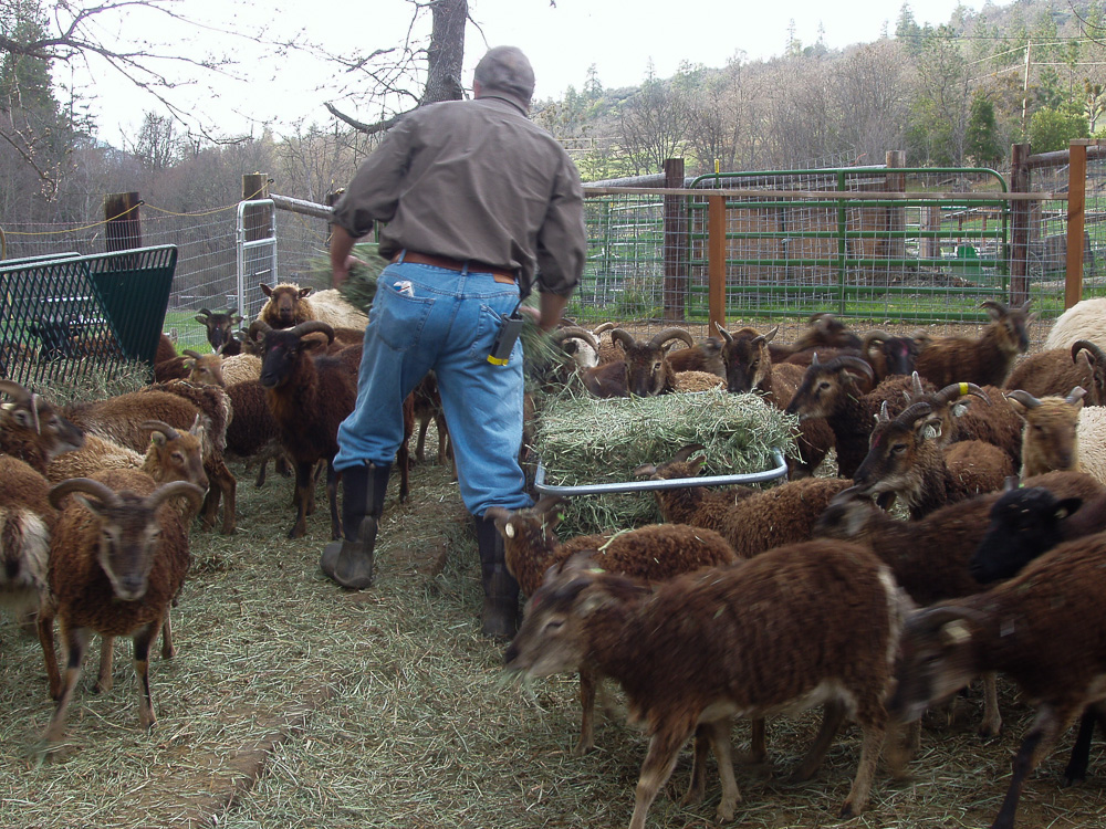 Feeding the ewes