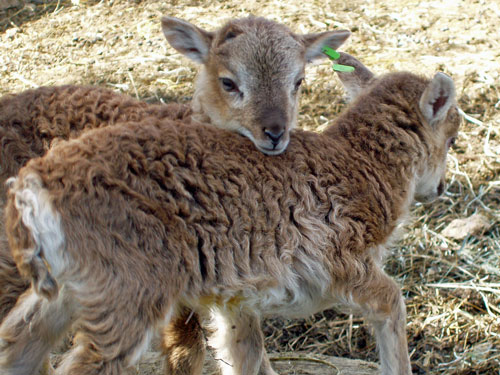 Twin Soay ram lambs