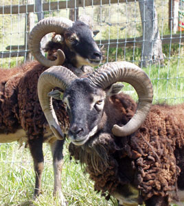 sheep types