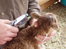 installation of lamb tag