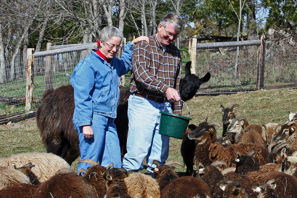 Weavers feeding sheep